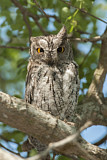 Image. Eurasian Scops Owl