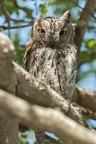 Image. Eurasian Scops Owl