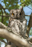 Image. Eurasian Scops Owl