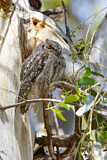 Image. Eurasian Scops Owl