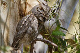 Image. Eurasian Scops Owl