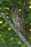 Image. Eurasian Scops Owl