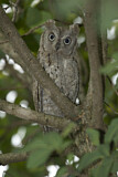Image. Eurasian Scops Owl