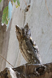Image. Eurasian Scops Owl