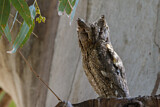 Image. Eurasian Scops Owl