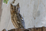 Image. Eurasian Scops Owl