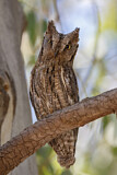 Image. Eurasian Scops Owl