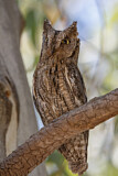 Image. Eurasian Scops Owl