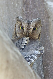Image. Eurasian Scops Owl