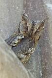 Image. Eurasian Scops Owl