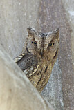 Image. Eurasian Scops Owl