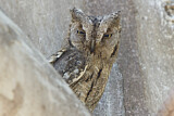 Image. Eurasian Scops Owl