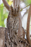Image. Eurasian Scops Owl