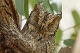 Image. Eurasian Scops Owl