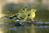 Image. Eurasian Siskin