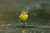 Image. Eurasian Siskin