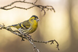 Image. Eurasian Siskin