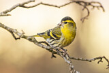 Image. Eurasian Siskin
