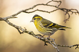 Image. Eurasian Siskin