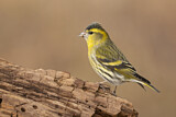 Image. Eurasian Siskin
