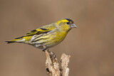 Image. Eurasian Siskin