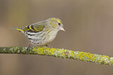 Image. Eurasian Siskin
