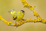 Image. Eurasian Siskin