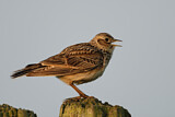Image. Eurasian Skylark