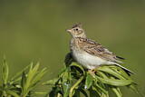 Image. Eurasian Skylark