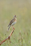 Image. Eurasian Skylark