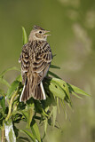 Image. Eurasian Skylark