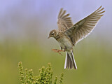 Image. Eurasian Skylark
