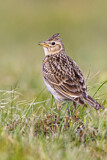 Image. Eurasian Skylark