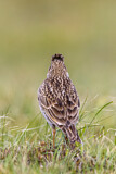 Image. Eurasian Skylark