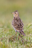Image. Eurasian Skylark
