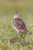 Image. Eurasian Skylark