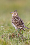 Image. Eurasian Skylark