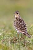Image. Eurasian Skylark