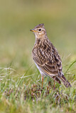 Image. Eurasian Skylark