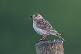 Image. Eurasian Skylark