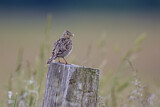 Image. Eurasian Skylark