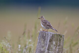 Image. Eurasian Skylark