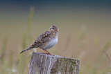 Image. Eurasian Skylark