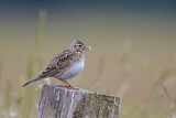 Image. Eurasian Skylark
