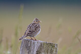Image. Eurasian Skylark