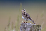 Image. Eurasian Skylark