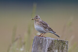 Image. Eurasian Skylark