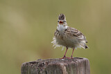 Image. Eurasian Skylark