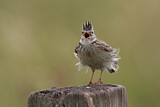 Image. Eurasian Skylark