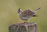 Image. Eurasian Skylark
